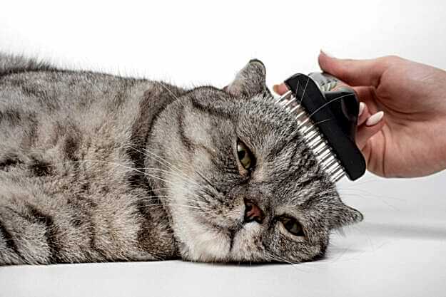cleaning-coat-scottish-cat-veterinarian-isolated (1)