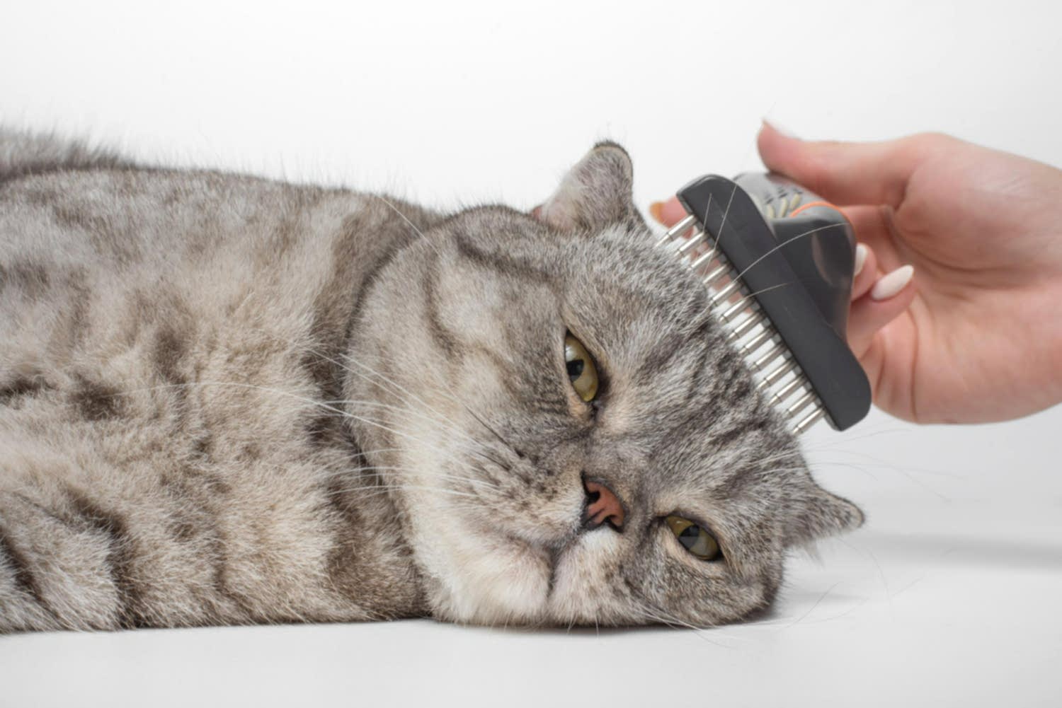 cleaning-coat-scottish-cat-veterinarian-isolated (1)