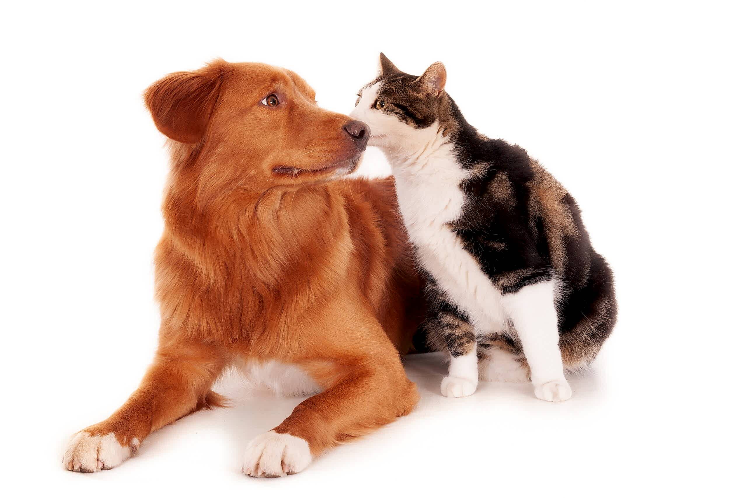 Nova Scotia cat and a Retriever dog playing funnily on a white surface