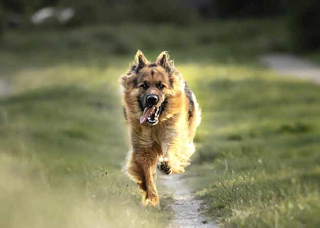 Selective focus shot of an adorable german shepherd