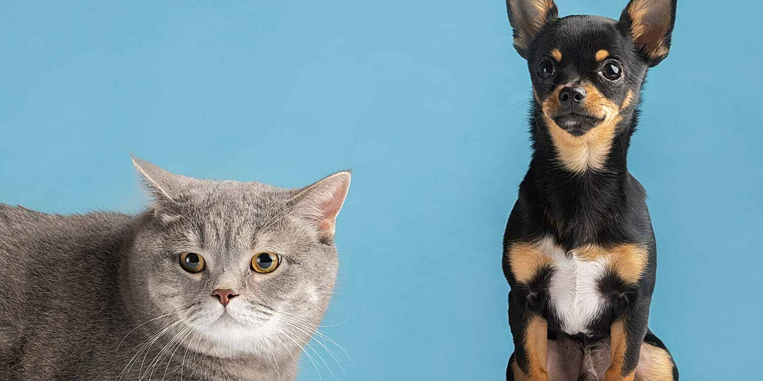 beautiful-pet-portrait-small-dog-cat (1)