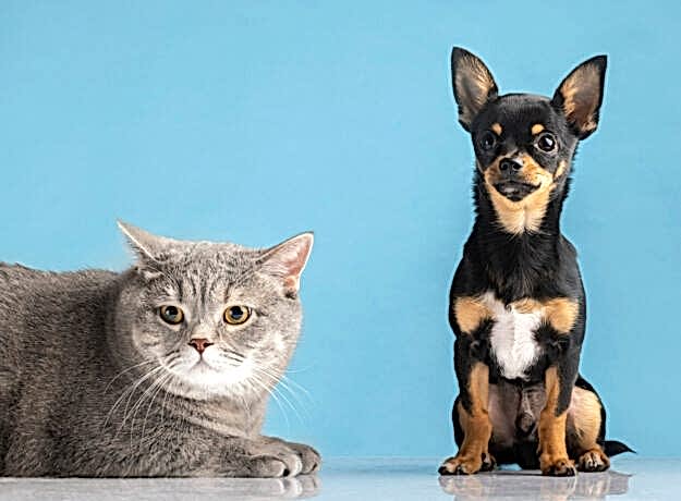 beautiful-pet-portrait-small-dog-cat (1)