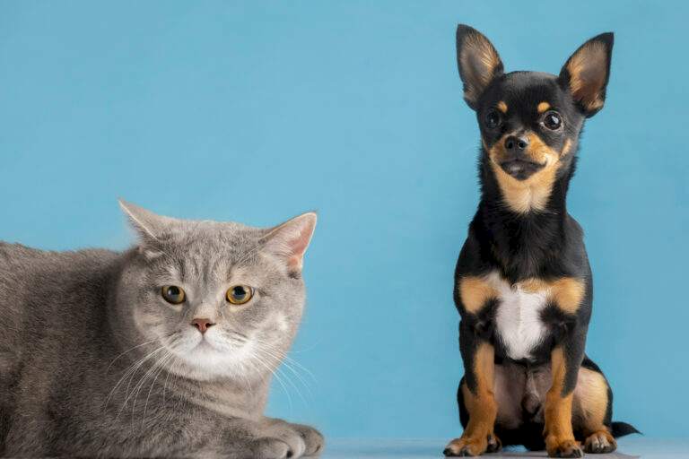 beautiful-pet-portrait-small-dog-cat (1)