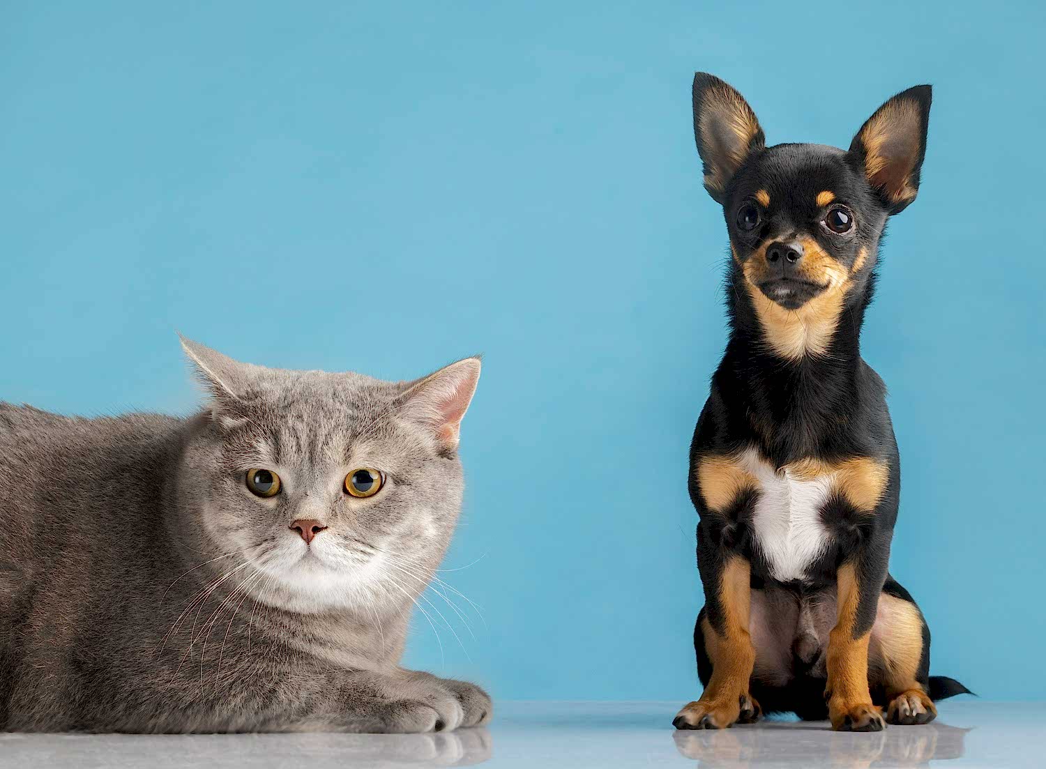 beautiful-pet-portrait-small-dog-cat (1)
