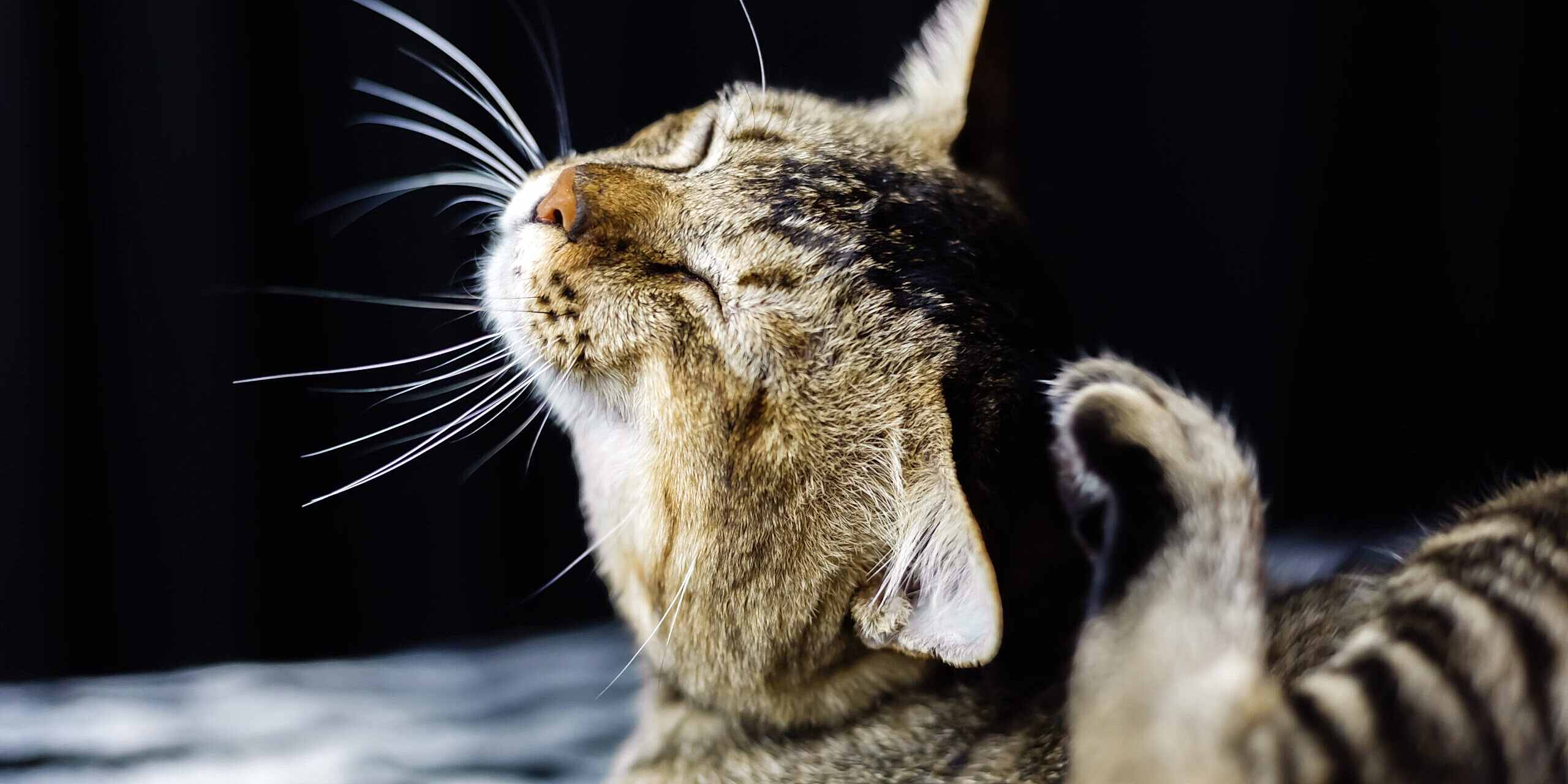 close-portrait-beautiful-stripped-cat-relaxing-zebra-blanket