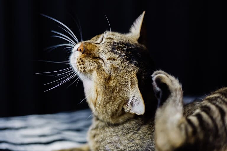 close-portrait-beautiful-stripped-cat-relaxing-zebra-blanket