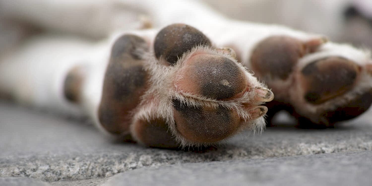 dog-feet-street