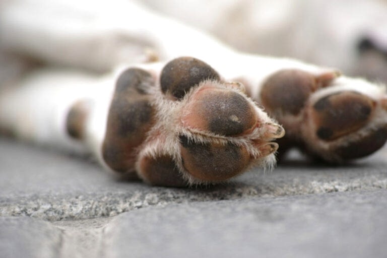 dog-feet-street