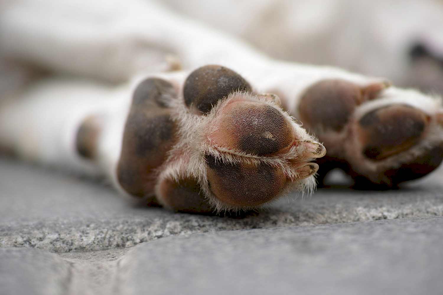 dog-feet-street