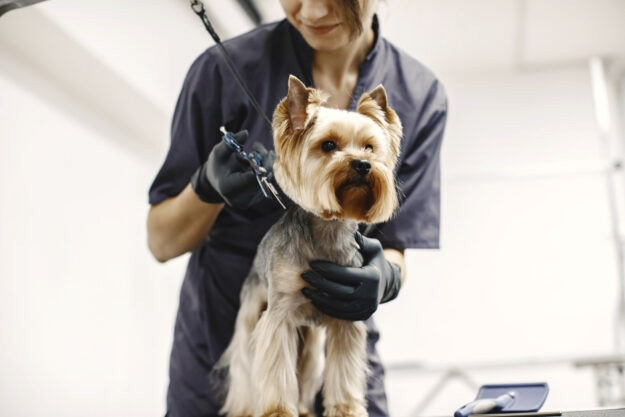 haircuting-process-small-dog-sits-table-dog-with-professional