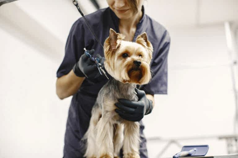 haircuting-process-small-dog-sits-table-dog-with-professional