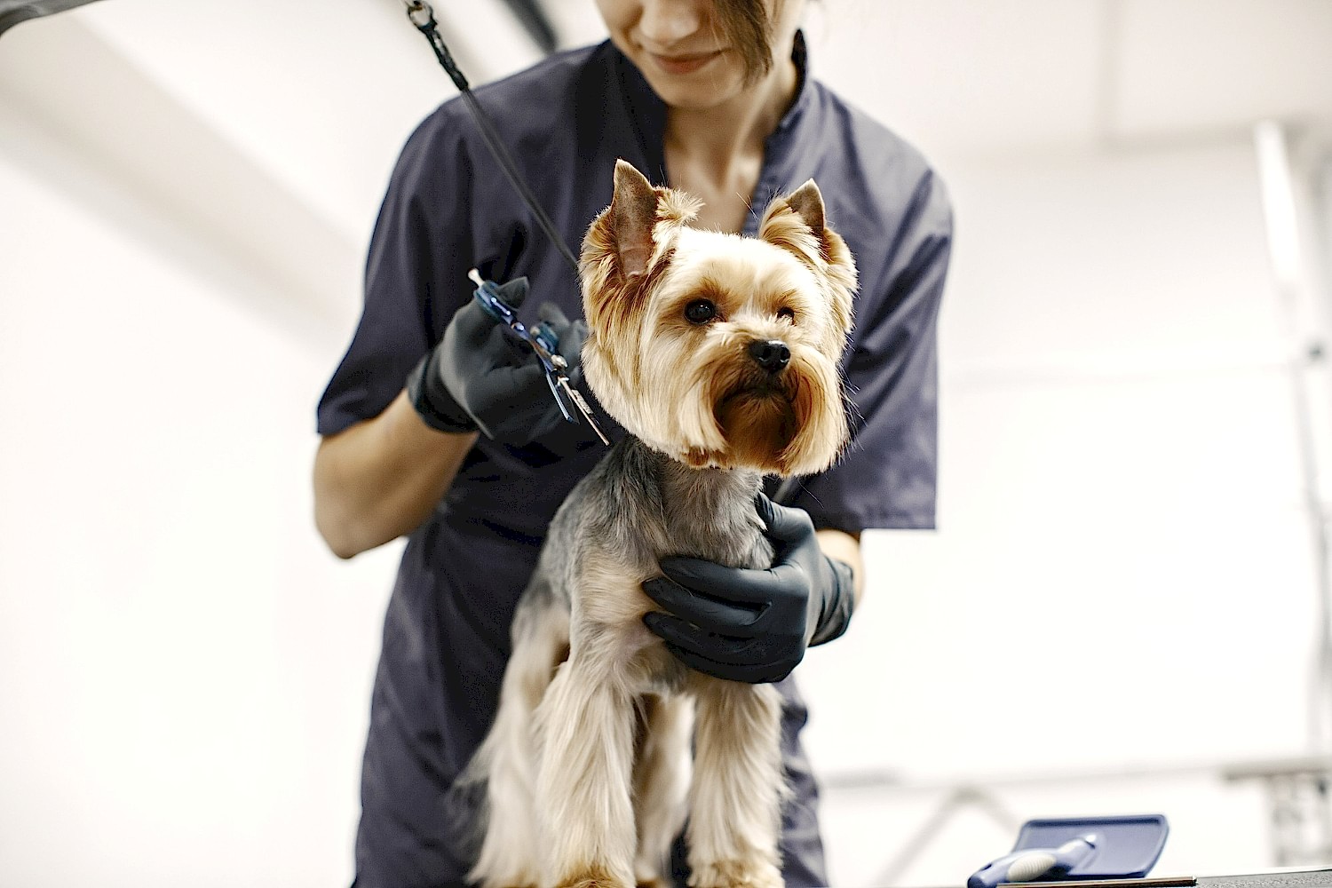 haircuting-process-small-dog-sits-table-dog-with-professional